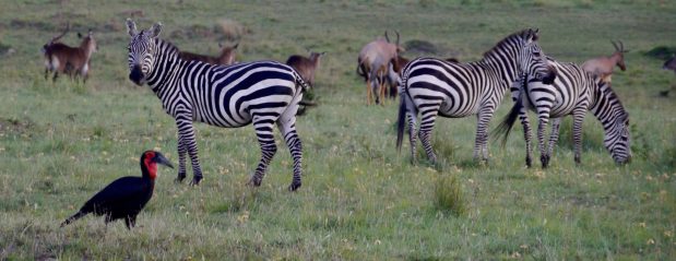 Tansania Safari vom Kilimanjaro über den Ngorongoro Krater bis in die Serengeti mit Abschluss auf Sansibar