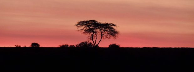 Warum sind Safaris so beliebt & warum die Zeit reif ist für eine besondere Safari?