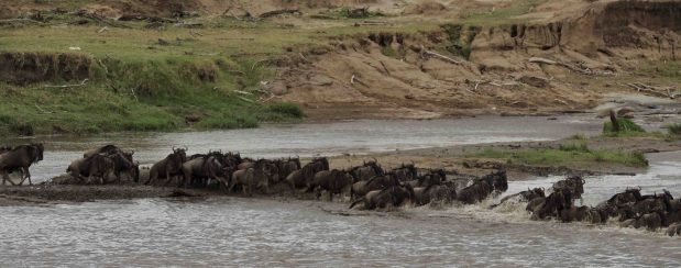 Safari zur Gnu Wanderung in der Serengeti, Tansania und der Masai Mara, Kenia