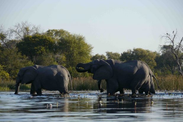 Die Freuden der Safari in Botswana ohne RKI Hochrisiko Liste