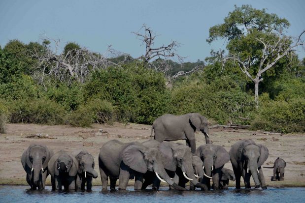 Safaris südliches Afrika – Botswana, Namibia, Mosambik