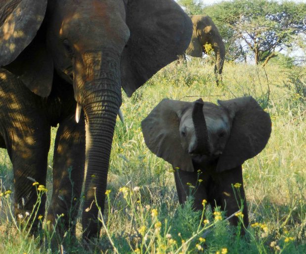 Safari mit Kindern in Tansania & Kenia, Botswana, Namibia & Südafrika