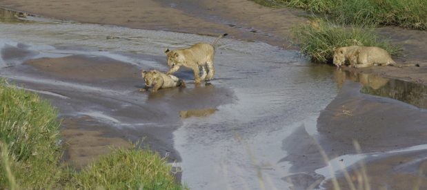 Tansania Safari mit Lemala – das Serengeti Ökosystem mit faszinierenden Tierbeobachtungen