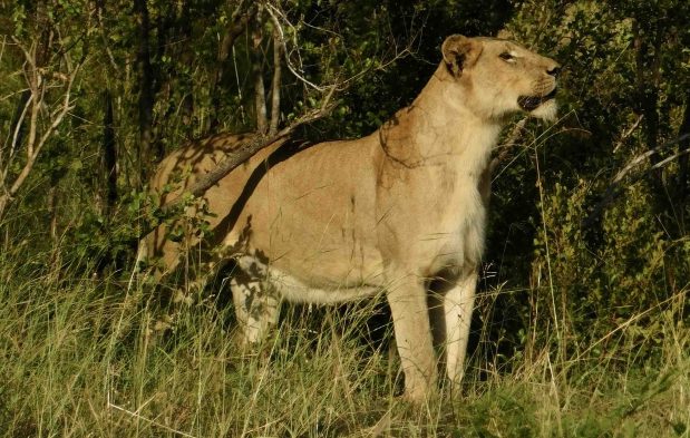 Südafrika Safari in privaten Konzessionen des KwaZulu-Natals