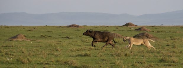 Safari in der Masai Mara, Kenia und die Große Gnu-Wanderung mit Governors‘ Camp Collection