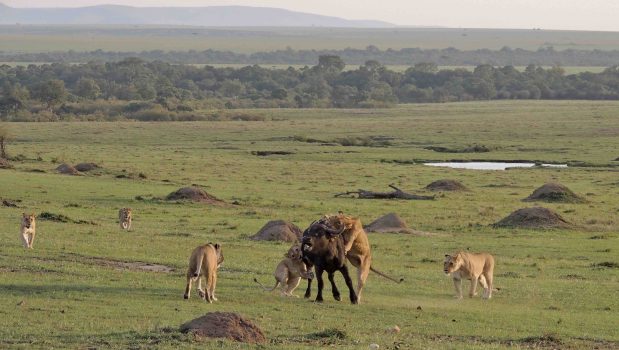 Die Faszination der Masai Mara auf einer unvergesslichen Kenia-Safari vom Safari-Spezialisten