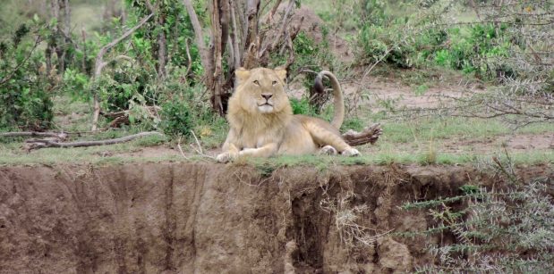 Die beste Familien Safari Tansania – Serengeti & Ngorongoro Krater