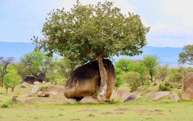 Die grünen Safari in Tansania