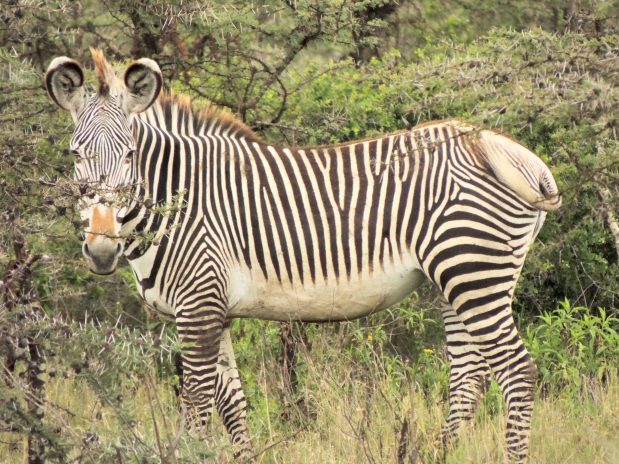 Kenia Safari – Samburu Nationalpark