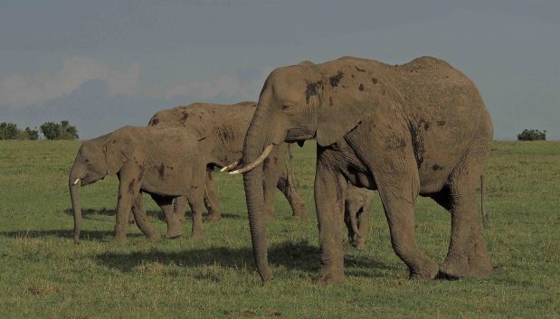 Elewana Collection Safari Kenia oder Tansania