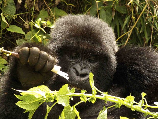 Gorilla Trekking Uganda – Mahogany Springs Lodge