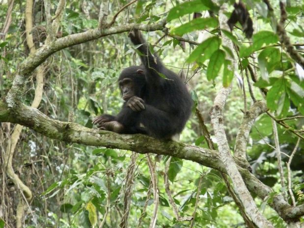 Schimpansen Trekking Tansania – Nomad Greystoke Mahale