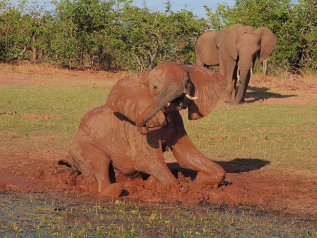 Reisen Simbabwe & Rhino Safari Camp