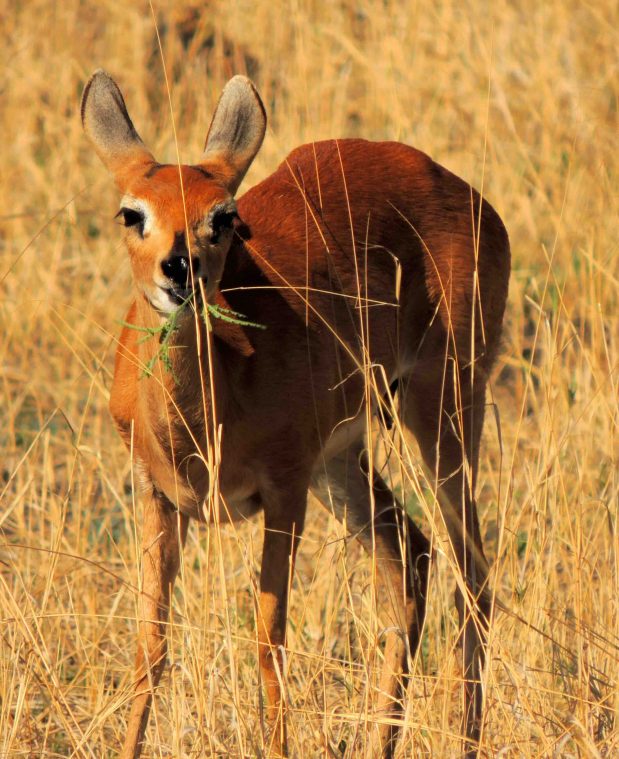 Safari Last Minute