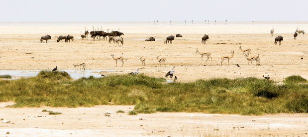 Namibia Tierbeobachtung – hautnah
