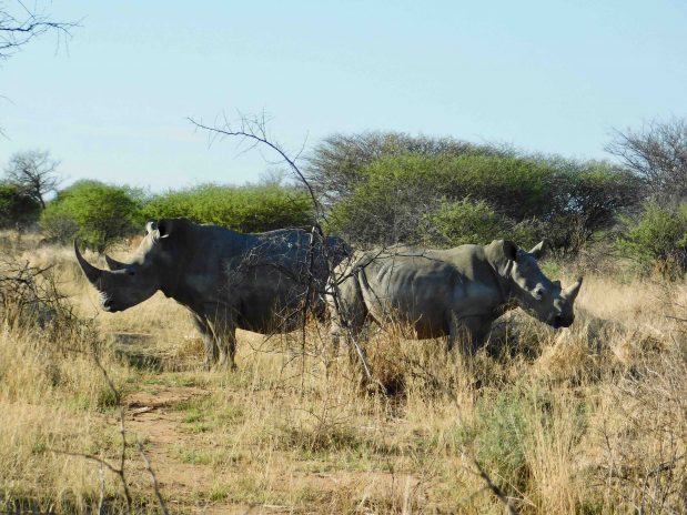 Rhino Tracking Namibia