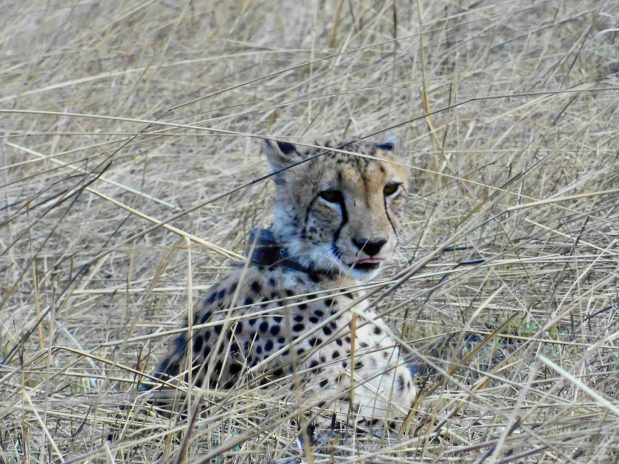 Safari Sambia Geheimtip