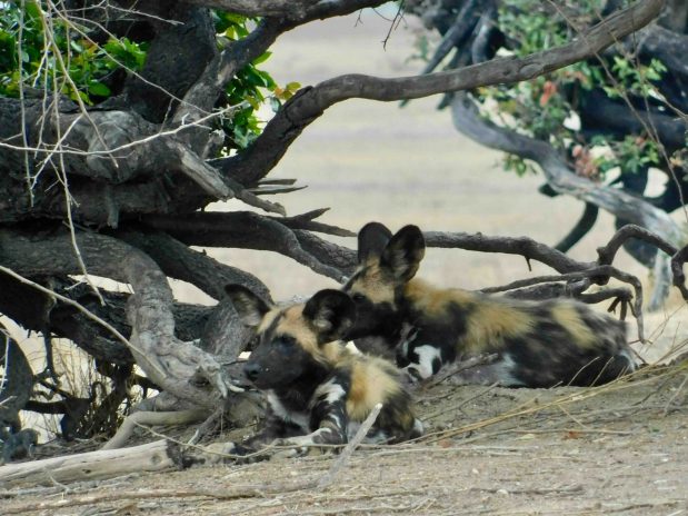 Wildhunde Afrika – bester Ort zur Sichtung