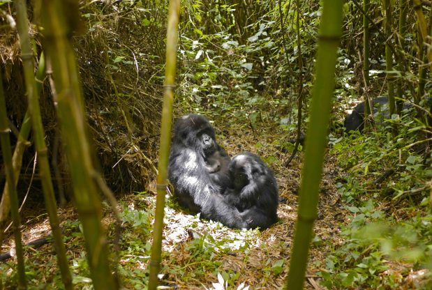 Berggorillas in Uganda erleben