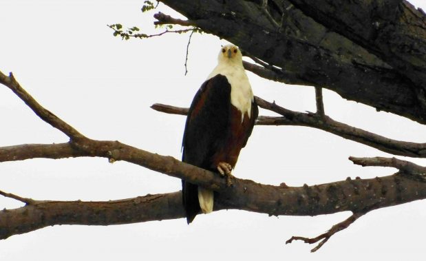 Honeymoon – Botswana Hochzeitsreise