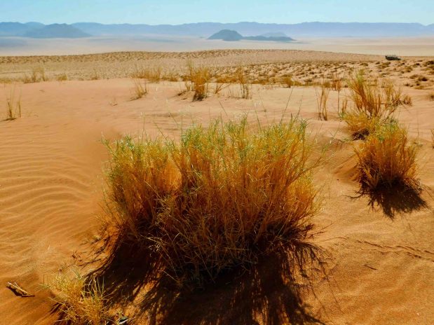 Happy New Year – die Safari Highlights 2026