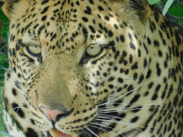 Leoparden Sichtung auf Safari 