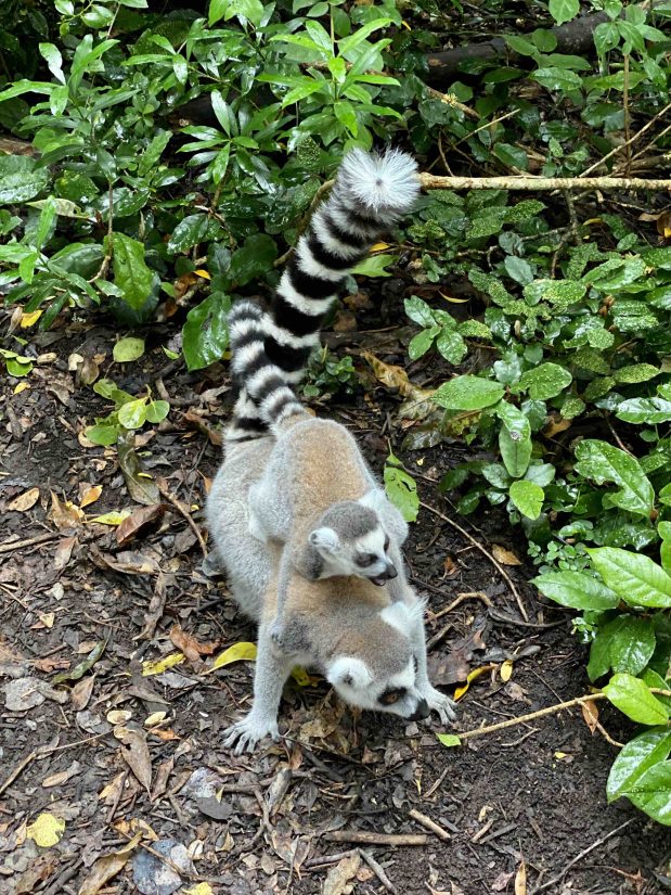 Die Wilde Safari – Tanzania, Mozambique & Madagaskar 