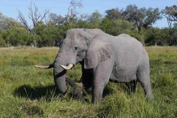 Okavango Delta Safari