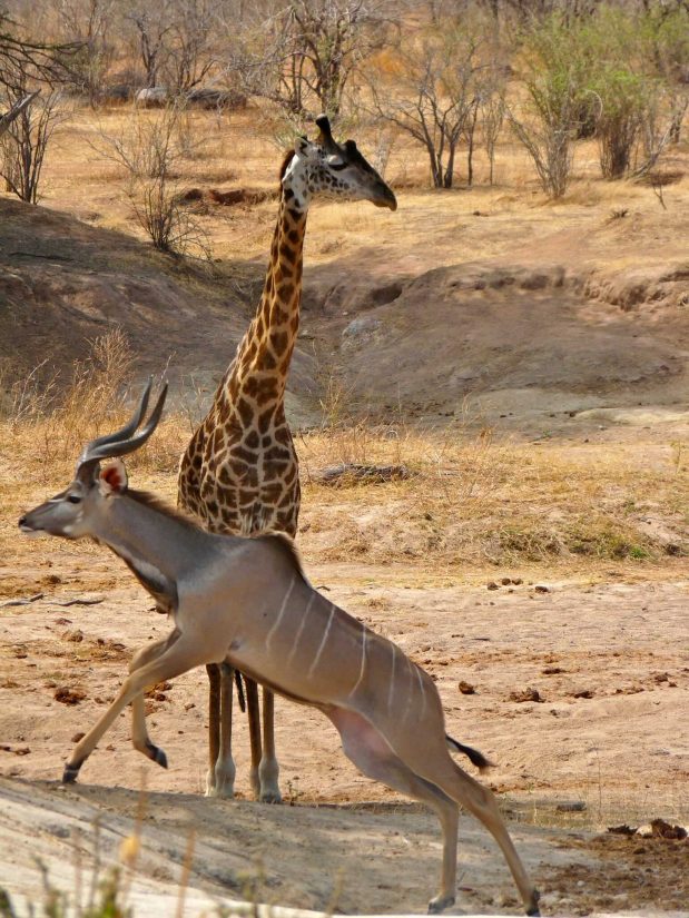 Beste Nationalparks Tansania Safari