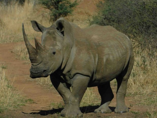 Big Five Safari Südafrika