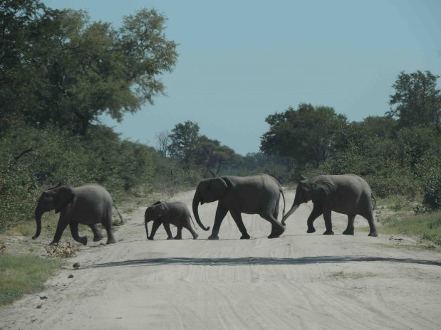 Die schönsten Safari Lodges in Afrika