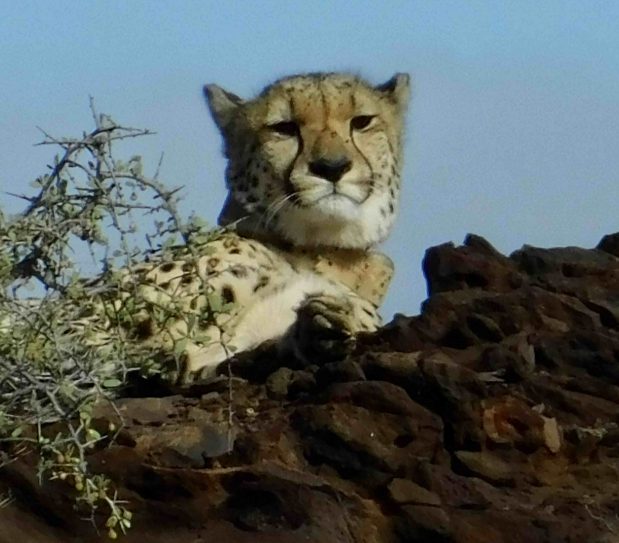 Private Safari Südafrika