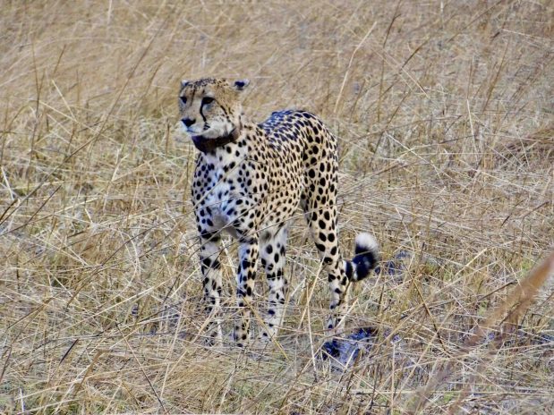 South Luangwa Safari – Individualreise Sambia