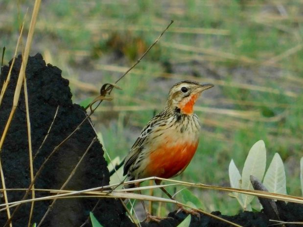 Tierwanderung Afrika