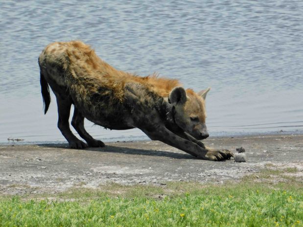 Safari für Alleinreisende – Botswana, Sambia, Simbabwe