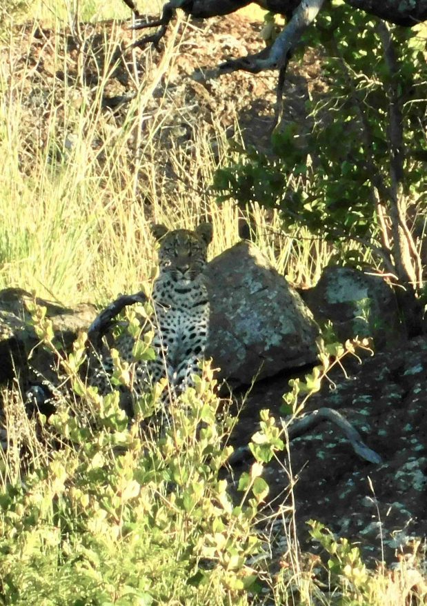 Beste Reisezeit Safari Afrika