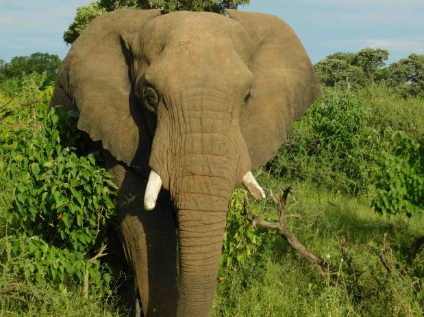 Geführte Safari: Warum Guides und Ranger jede Safari prägen