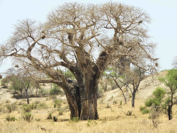 Tansania Safari Geheimtipps