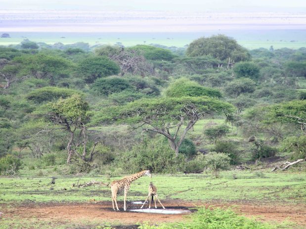 Kenia Tiere Safari